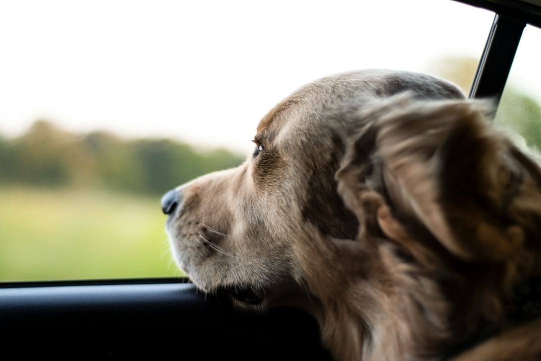 How To Protect Your Car's Interior When Traveling With a Dog 1 img