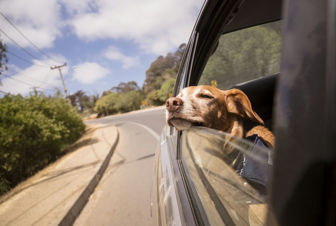 How To Protect Your Car's Interior When Traveling With a Dog 2 img